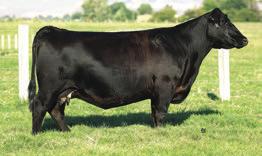 REFERENCE SIRE Crouthamel Protocol 5113 5113 was the lead spring yearling in our 2016 Bull Sale that had tremendous length and capacity with a very powerful look.