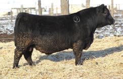 His dam was selected out of the highly maternal OxBow herd, but also provides excellent carcass merit with 5@106 for IMF and 5@102 for Ribeye.