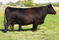 A maternal sister to these bulls produced the $40,000 Mytty Source owned by Raymond & Son, KG Ranch, and Genex, and three half-brothers to these bulls by SAV Resource 1441 were featured in our 2015
