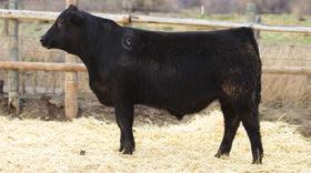 REFERENCE SIRE Bluegrass Chisum 444 Chisum was our selection at the 2015 Midland Bull Test Sale where he had excellent performance.
