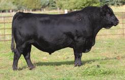 REFERENCE SIRE We have used Upward genetics like everyone else for his dominant performance and extreme growth. The bulls are easy to sell and the pedigree is name brand to market.
