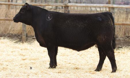 BLACKBIRDMERE 938 & REGULATOR FLUSH BROTHERS Lot 91 - Crouthamel Regulator 7541 91 Crouthamel Regulator 7541 Birth Date: 2-3-2017 Bull +18984006 Tattoo: 7541 # Connealy Consensus *Connealy Cavalry