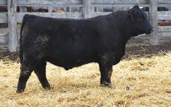 His progeny have scanned as well where he currently has 18 head in 2 herds that collectively ratio 113 for IMF. His $Beef Index is now in the top 15% of all proven sires.