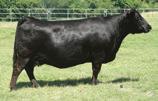 Rachel 13N, donor dam of this flush is the epitome of the Angus cow that is moderate framed, easy fleshing, and low maintenance.