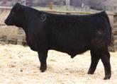 com Crouthamel Cattle Company Spring Bull Sale