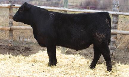 CROUTHAMEL PROTOCOL 3022 SONS Attractive, deep sided bull here that s level hipped and sharp from the profile. His dam has been a carcass machine with 4@129 for ultrasound progeny IMF.