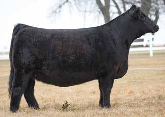 This year, Craig McCallum of Circle M Farms donated a beautiful bred heifer, CMFM Lola D905 which was purchased by a consortium group consisting of Hidden Oaks, Owens Brothers, Comfort Ranch, Red
