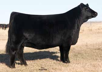 D117 Breeder: McKall Creek & Sunset View Farms Buyer: Swanson Cattle Company,