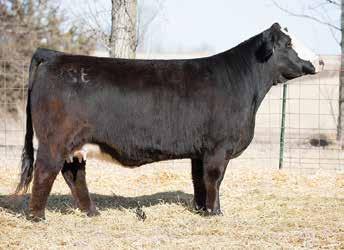 1 RUBYS MAGNETIC LADY 328A SS/PRS High Voltage 244X x SVF NJC Magnetic Lady M25 Donor Bred to Ruby SWC Battle Cry