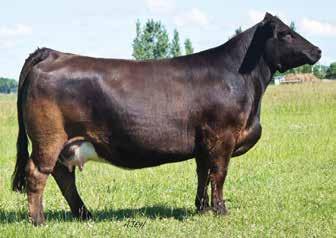 Breeder: Gerdes Show Cattle Buyer: Ward Ranch Livestock, Santa Rosa, CA $12,000 54 DRAKE/DFC SOFT MUSIC 867E W/C