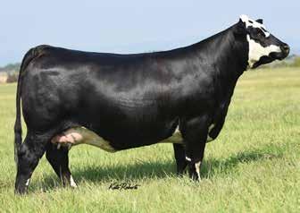 2 FLUSH OF HILB CRAZY N LOVE A475S Breeder: Hilbrands Cattle Company & Jass Simmentals Buyer: Gana Farms, Martell,