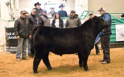Heifers CHAMPION Breeder AHLB Ebony 748E Ahlberg Cattle RESERVE Breeder Hilbrands Cattle Co HILB Miss Alessandra E701 SALE b REPORT 2018 American Simmental Foundation Donation Offering from Circle M