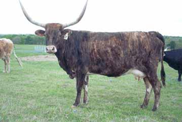 Alakazam bull calf at side, bred back to Alakazam.