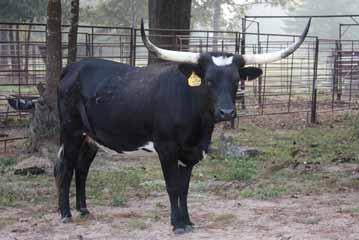 LOT: 28 GIRL FRIDAY Consignor: Richard & Jeanne Filip s Bentwood Ranch Type: Cow & calf DOB: 1/31/2003 PH#: 1/3 TLBAA #: C221636 Color: Phenomenon Sire: Executive 800 L Elegant Lady LOT: 29 PCC