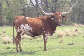 LOT: 32 TX W FLASH DANCER Consignor: George & Peggy Wilhite TX W Ranches Type: Cow DOB: 9/27/2000 PH#: 647 TLBAA #: C207639 Color: Red, white on forehead, sides, rump JK Creekmore Sire: CP Creekmore