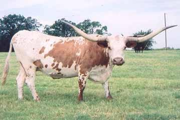 LOT: 36 MARLETTE Consignor: Johnnie & Pat Robinson Robinson Ranch Type: Cow DOB: 6/6/1997 PH#: 236 TLBAA #: C189490 Color: Red with white head an d white lineback Play Boy Sire: Tango Guadalajara