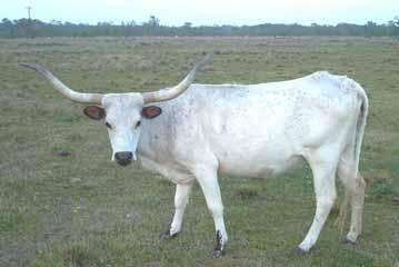 Bartee Farms Type: Cow DOB: 3/19/2004 PH#: 70 TLBAA #: C231705 Color: White with red ears and brown front feet Desperado s Santa Fe 67 Sire: Morado Doyles Lass 19 J s Easy Love J s Emperor BL Love