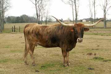 Her pedigree includes Phenomenon Superior and Texas Ranger JP. She is bred to Wide Boom for what should be a great calf. Breeding: Exposed to Wide Tom from 10/3/08 to 4/3/09 Comments: OCV d.