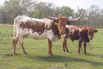 LOT: 52 JB SHARON S EXCLAMATION Consignor: Bill & Joyce McMoran Type: Cow DOB: 5/16/2001 PH#: 115 TLBAA #: C211574 Color: White back and belly, red head, sides and legs Phenomenon Sire: Lamb s Ex Cla