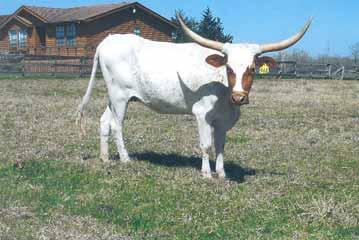 She is exposed to Boomerific who should lay her horns down nicely. All offspring are Millennium Futurity eligible.