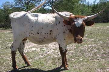 Breeding: Exposed to Gunsmoke form 3/23/2009 to 6/13/2009 Comments: OCV d. This big bodied heifer s dam is a rare full sister to the famous Gunman bull.