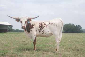 LOT: H3 MUSCATEL 9/7 Consignor: Michael Perry Central Texas Longhorns Type: Heifer DOB: 7/25/2007 PH#: 9/7 ITLA #: 250048 Color: White with red head and red spots on body, white forehead Gunman Sire: