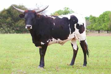 LOT: H1 LICORICE SPICE Consignor: Deer Creek Longhorns Type: Cow & calf DOB: 10/15/2006 PH#: 5/6 TLBAA #: C252427 Color: Black head and legs, dark brown body John E Longhorn 77 Sire: Big John TM C3