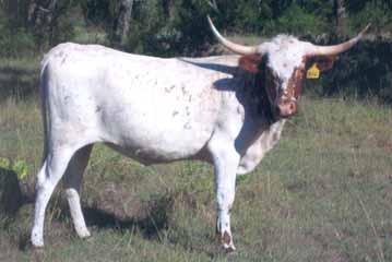 LOT: H9 ROSEY DRIFTER Consignor: Bob Dube BC Longhorns Type: Cow DOB: 4/17/2007 PH#: 407 TLBAA #: CI251308* Color: Red Body with white markings CS Cooter Sire: Bold Drifter Bold Abby LOT: H10 SHE S A