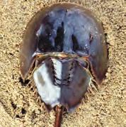 Today, we use horseshoe crabs quite differently. Scientists have learned a lot about how our eyes work by conducting research on the horseshoe crab s large, compound eyes.