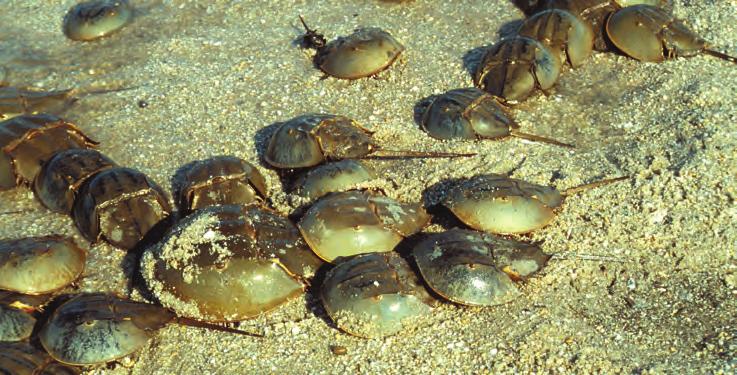 Horseshoe crabs are among the world s oldest and most fascinating creatures.