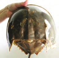 Sometimes you may see horseshoe crabs standing on their tails on the beach, with their book gills tightly closed to prevent them from drying out.