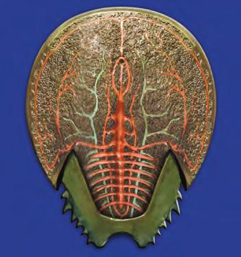 The opisthosoma is attached to the prosoma with a hinge. The top or dorsal surface of the shell has what look like strategically placed ridges and depressions.