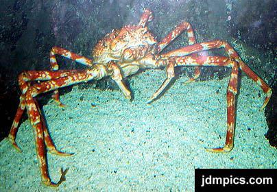Spider crab Libinia emarginata slow moving, has no paddle appendages Pointed legs used for crawling along ocean bottom Algae and barnacles have time to attach and grow on their backs Inhabits