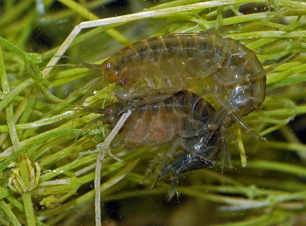 Amphipods and Isopods These crustaceans are found near the edge of the sea- amphipods under rocks and debris in the intertidal