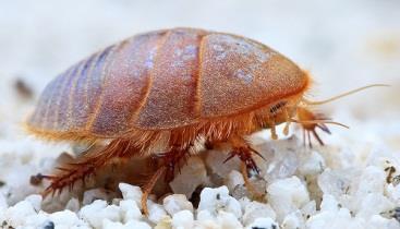 Sea roach Ligua resemble a pill bug Swim, crawl in coastal waters among the seaweeds Feed on algae Active at night & hides