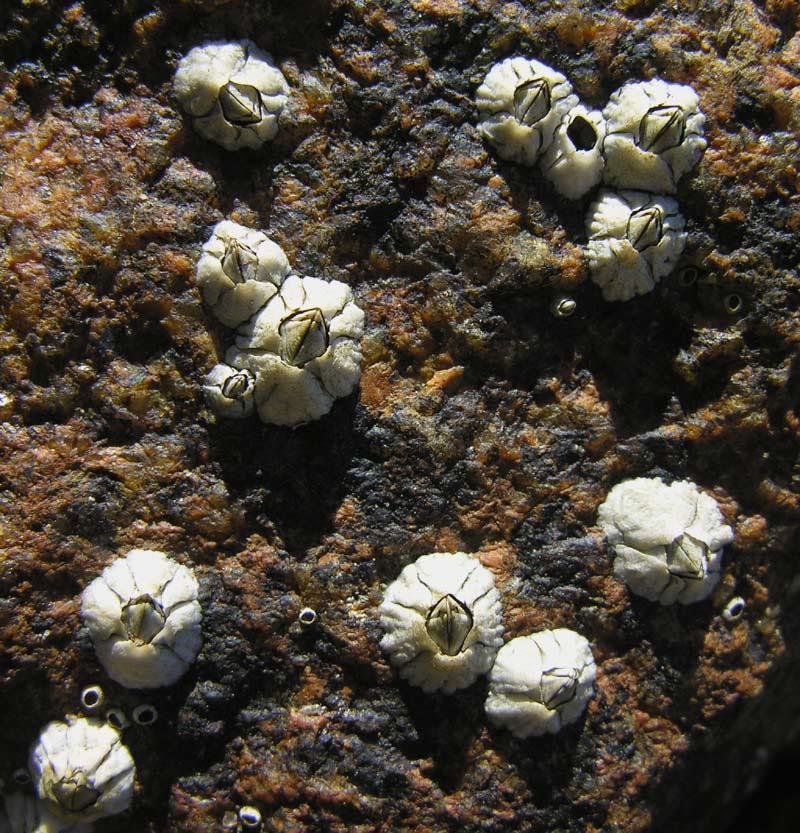 The Barnacle Often mistaken for a mollusk Acorn or rock barnacle Balanus lives in the upper intertidal zone, attached to rocks and hard surfaces