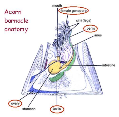 Barnacle contains both ovaries and testes, hermaphrodite Self-fertilization does not occur Mating occurs when penis of one barnacle is inserted into a neighboring barnacle Fertilization occurs inside