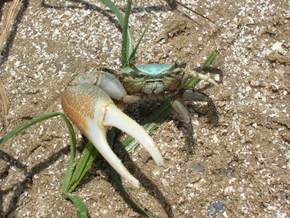 10.2 Another Important Crustacean: The Crab The Crab fiddler crab (Uca) digs tunnels in the sand along shore Retreat into tunnel and plug up entrances