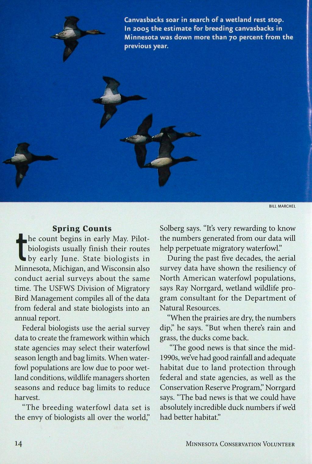 Canvasbacks soar in search of a wetland rest stop. In 2005 the estimate for breeding canvasbacks in Minnesota was down more than 70 percent from the previous year.