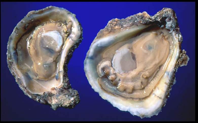 Application of Triploidy to an Emergent Oyster Culture Industry on