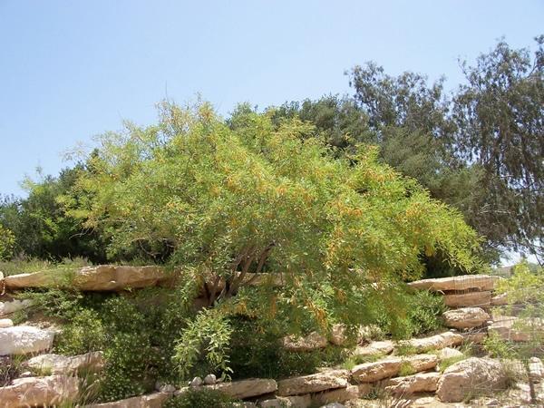 جن Eilat Monday, May 15, 2006 This is a mustard tree.