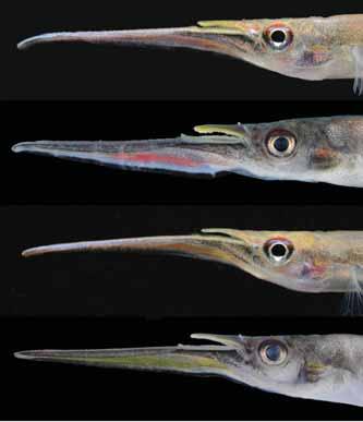 from tip to region below upper jaw; ventrum of lower jaw flange with distinct black margin from tip to region directly below eye. Eye with upper half of iris pale reddish.
