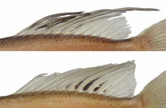 Hemirhamphodon byssus differs from its congeners in having the following suite of characters: 1) Dorsal fin with melanophores in two sizes (Fig.