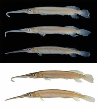 black pigments on both male and female; and submargin of dorsal fin suffused with black pigments (Fig. 12D, E). 2) Small adult size, up to 41 mm SL (only H. tengah is smaller).