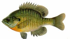 Fis hing PARADISE FARM CAMPS Catch a Fish F I S H I NG Identify the Fish in PFC Pond - Blue Gill, Perch, Small Mouth Bass Demonstrate Proper Casting and Understanding of Safety Rules Fish an entire
