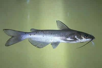 Channel Catfish Harvest as many as