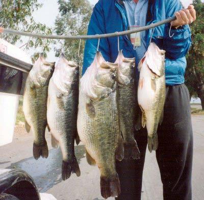 Big Bass Option Release all bass under 15 for 4 years after stocking Harvest no