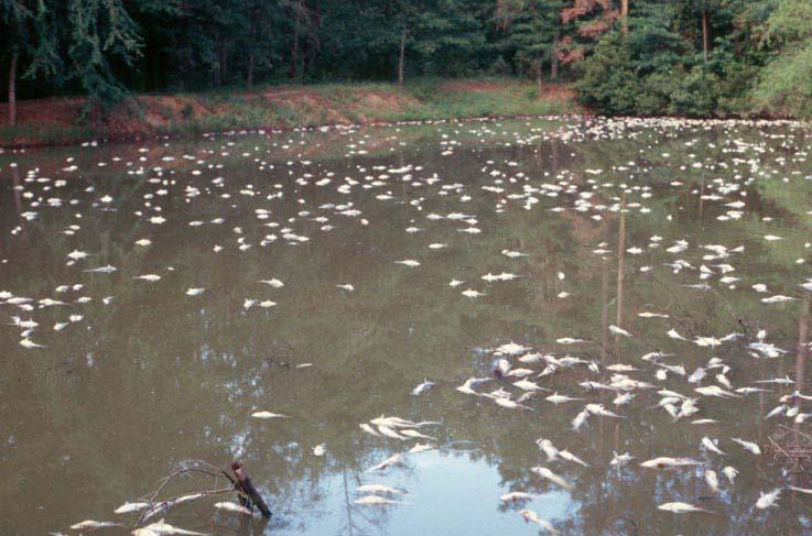 Preventing Winter Fish Kills Remove snow from at least 50 percent of the ponds