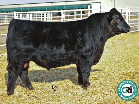 HLTS Dragon D7 306 33898 WS All-Around Z35 - reference sire 80 RCR Stetson T7 CDI Ms High Roller 39W Swain Cricket 30A 5 -. D7 WS Beef King W7 WS All-Around Z35 Swain Double Dip 304N M 6 89 3 4 54 0.