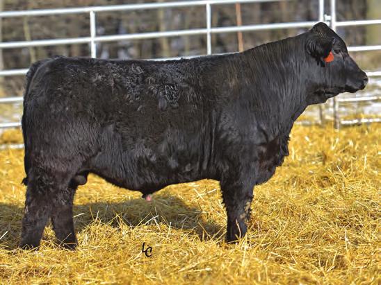 48 37 D4 is sure a calf you can appreciate for his eye appeal and completeness. This United sired prospect showcases why SimGenetics are in such high demand.